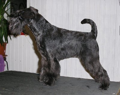 Tmavi Knir Azure