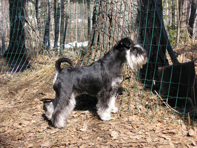 Tmavi Knir Blizzard n/a