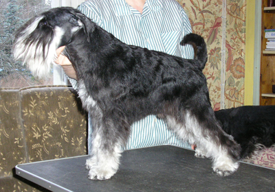 Tmavi Knir Geffrey<br />BOB in Mikkeli