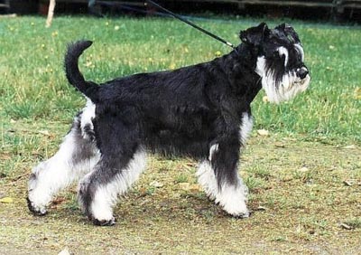 Tmavi Knir Nerli n/a