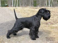 Samtroy Black Beauty Katri
