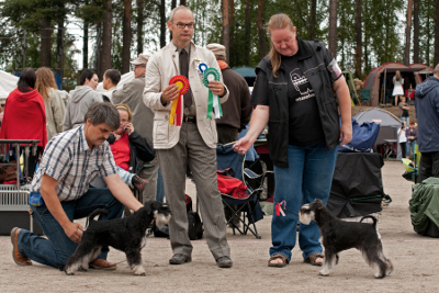 Rex Tmavi Knir Impress of Nessland Heinolan kaikkien rotujen n&auml;yttelyss&auml; 22.8.2010, ROP