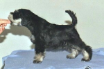 Tmavi Knir Sunny n/a