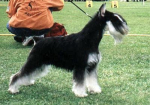 Tmavi Knir Lavina n/a