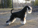 Ch Tmavi Knir Samum