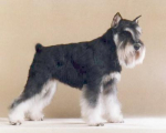 Multi Ch Olly Fenix de Vitt